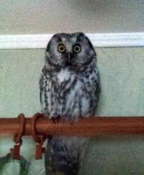 Мохноногий сычик