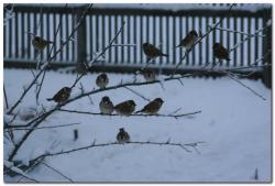 Воробьи в село Лазо на Камчатке