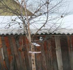 post-1180-0-52524300-1417741641_thumb.jp