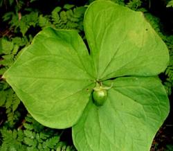 Триллиум камчатский