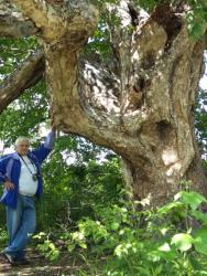 Патриаршья береза