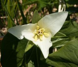 Триллиум камчатский Trillium camschatcense Ker-Gawl.