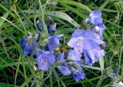 Синюха остролепестная (Polemonium acutiflorum Willd. ex Roem. et. Schult.)