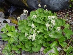 Камнеломка Нельсона