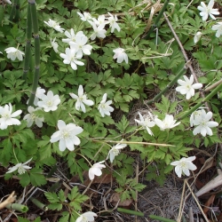 Камчатский лесной первоцвет