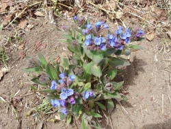 цветы неизвестные.jpg