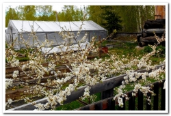 Цветет слива