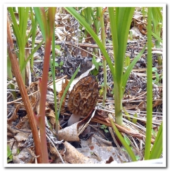 Гриб сморчок на полуострове Камчатка