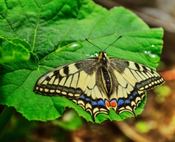 Махаон Papilio machaon Linnaeus