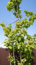 acer-platanoides-2km-02.thumb.jpg.42d673d60d318119cec6d05d0754ec42.jpg