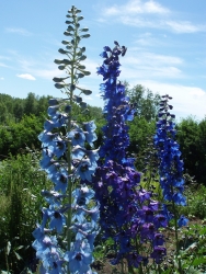 Дельфиниум