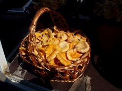 Грибы лисички на рынке