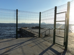 Залежка сивучей на Моховой