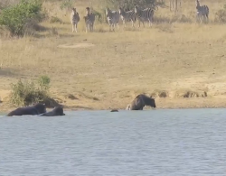 бегемоты и крокодил-34.png