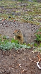 Берингийский суслик