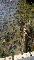 Горбуша идет на нерест