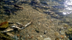 Горбуша идет на нерест. Полуостров Камчатка