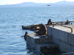 Камчатка, лежбище сивучей