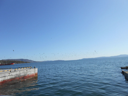 Камчатка, добрый день!