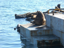 Лежбище сивучей на Камчатке