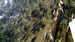 Камчатка, горбуша идет на нерест