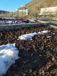 Тюльпаны в городе Петропавловске-Камчатском