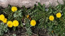 Одуванчики