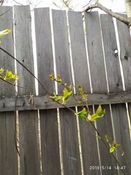 Весна на даче