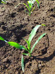 Дачные заботы