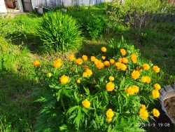 Цветник на даче