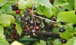 Черная смородина