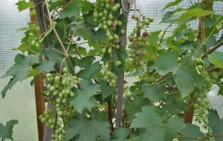 Виноград