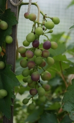 Зреет виноград