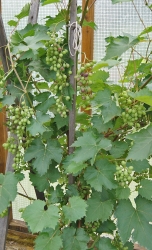 Зреет виноград