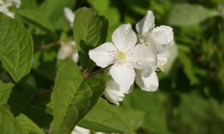 Цветет чубушник