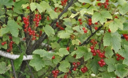 Красная смородина