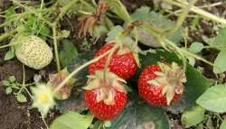 Земляника садовая