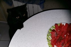 Кот и красная рыба