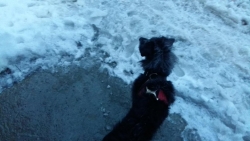 EUBVDh7XsAEP_EL Тоша.jpg