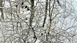 Воробьи на деревьях