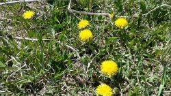 Одуванчики