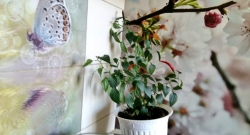 EXmyPsnXYAIZHW1 перец.jpg