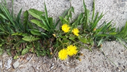 EXxhUuhWsAAn37e одуван.jpg