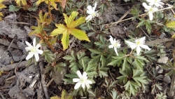 EXxhWoSXkAEYvSE цветочки белые.jpg