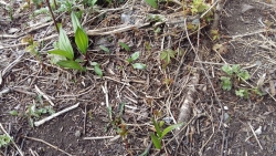 EXxhYjzXQAYHfFM черемша.jpg