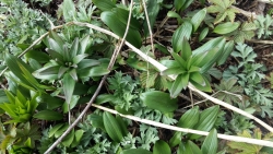 EXxhbkAX0AEreTN колокольчики.jpg