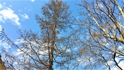 Лиственница