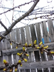 Лиственница