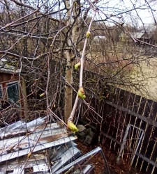 Почки у березы