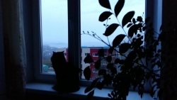 Кот смотрит в окно ночью